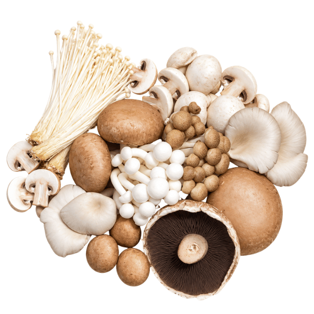 Mushroom