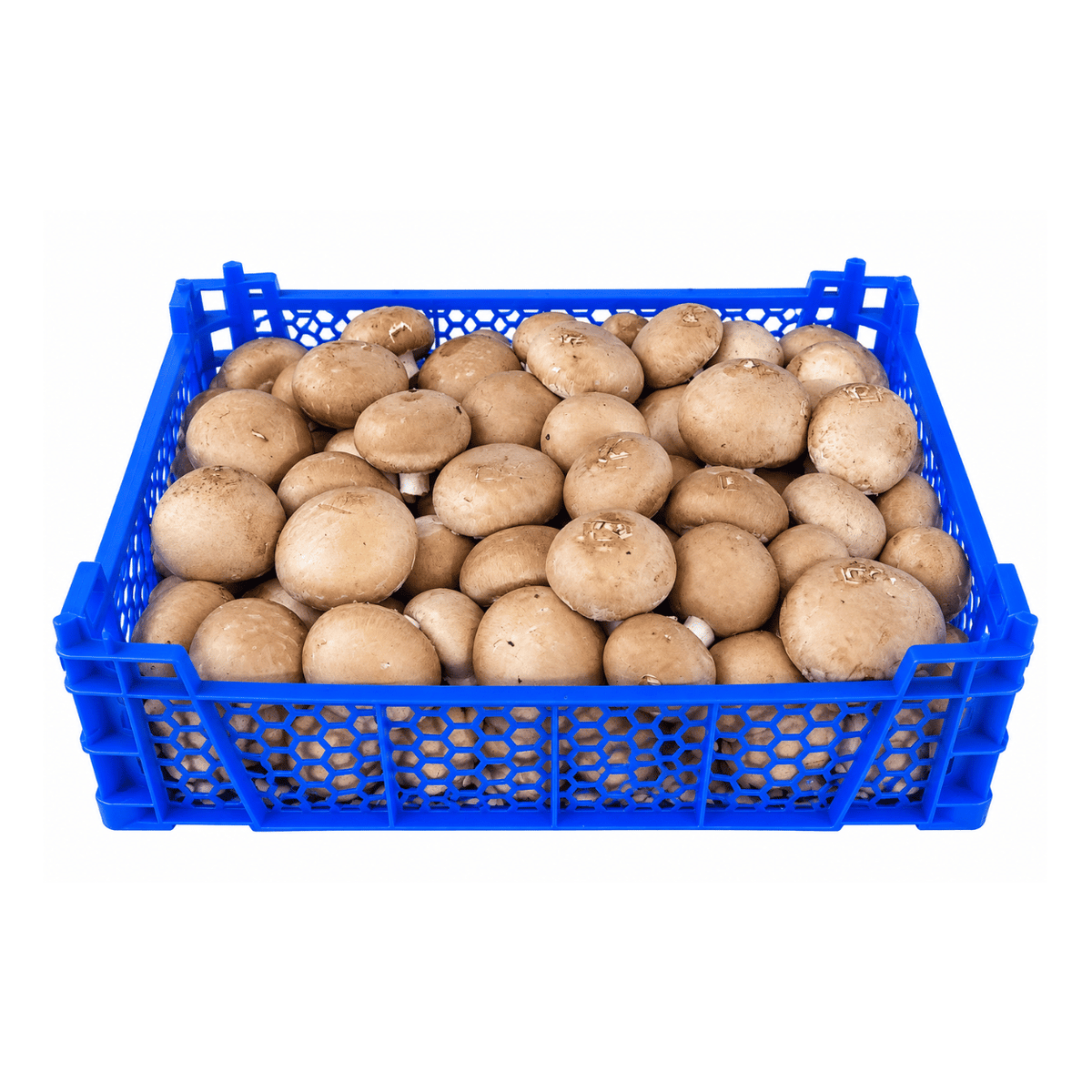Fresh Brown Button Mushrooms Box
