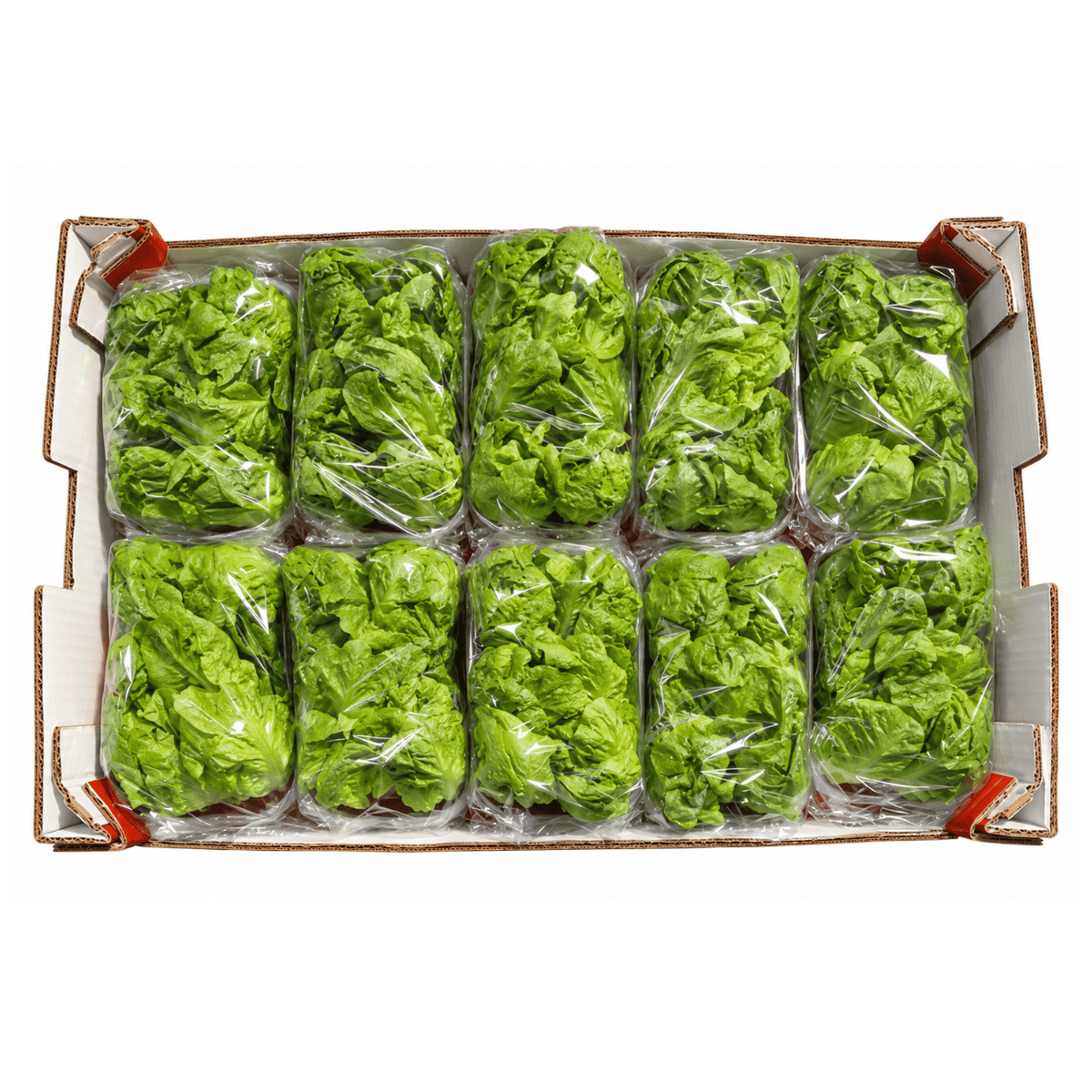 Fresh Baby Gem Lettuce 10x500g Box