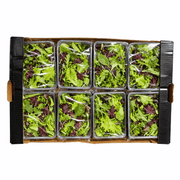 Fresh Mesclun Mix 9x125g Box