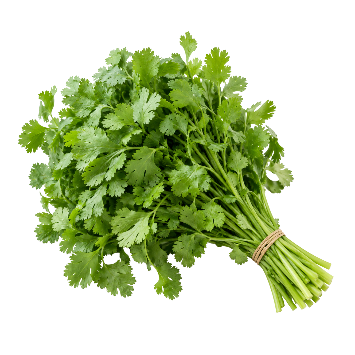 Fresh Coriander (100g)