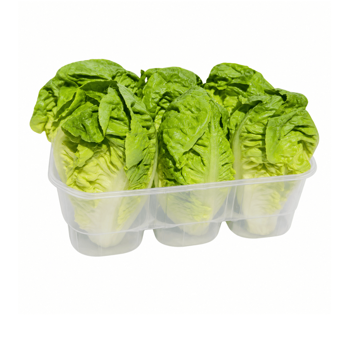 Fresh Baby Gem Lettuce