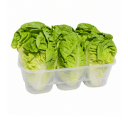 Fresh Baby Gem Lettuce