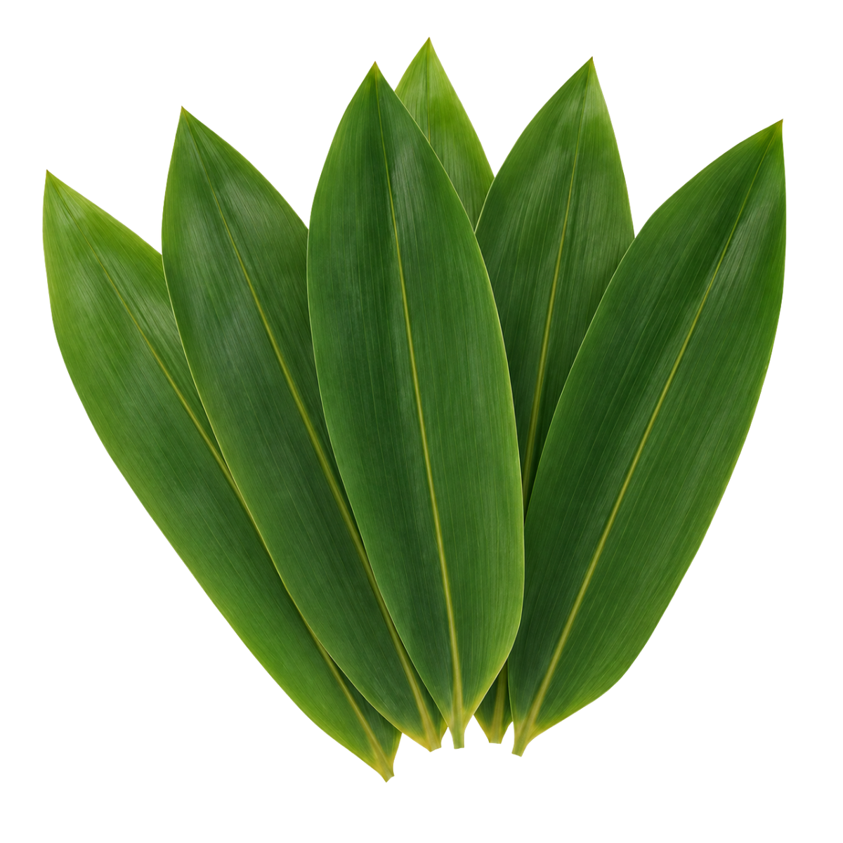 Fresh Bamboo Leaves (200g / pack)