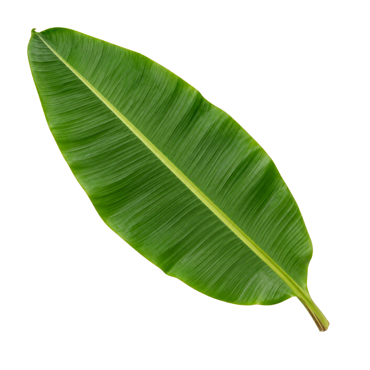 Fresh Banana Leaf (1pc)