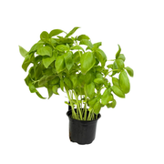 Fresh Basil Pot