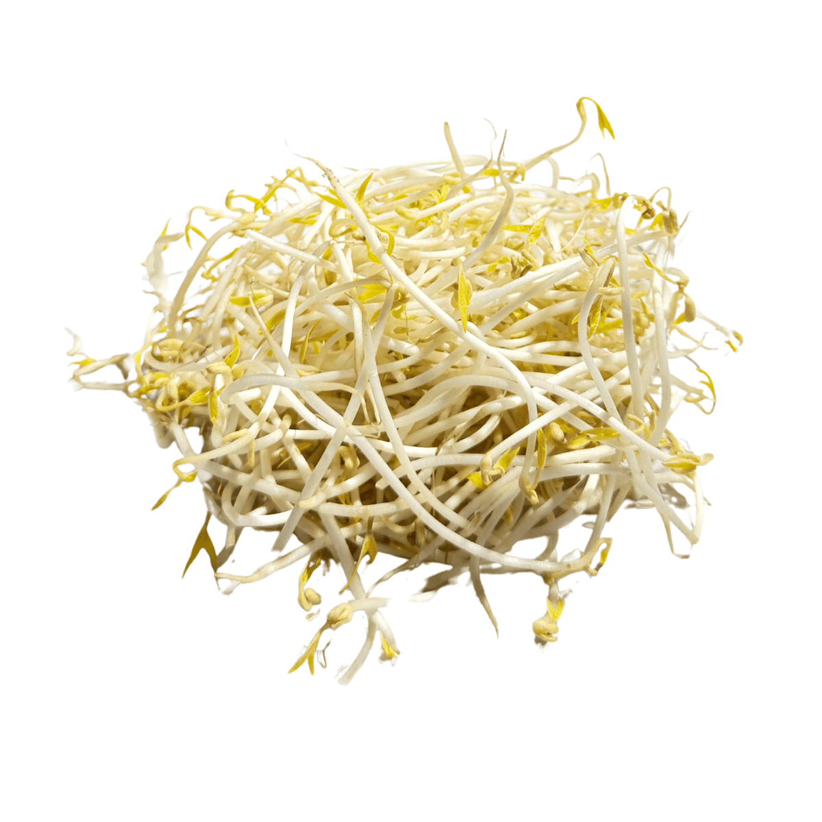 Fresh Bean Sprouts