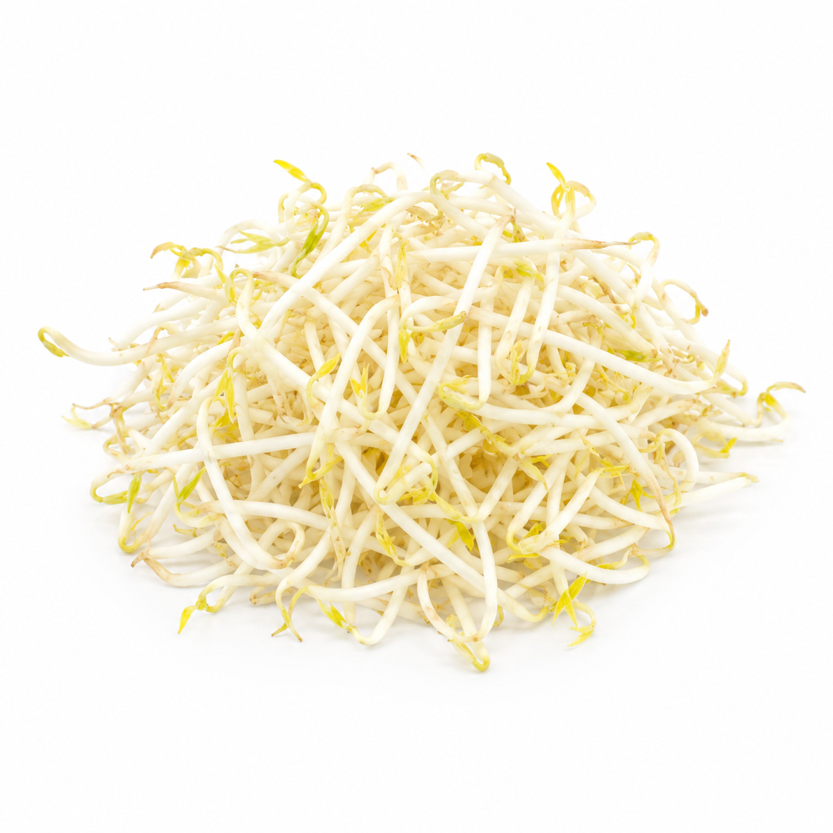 Fresh Bean Sprouts on white background