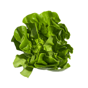 Fresh Boston Lettuce
