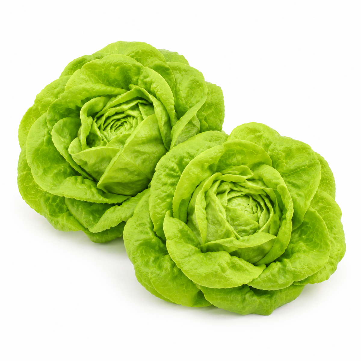 Fresh Boston Lettuce on white background