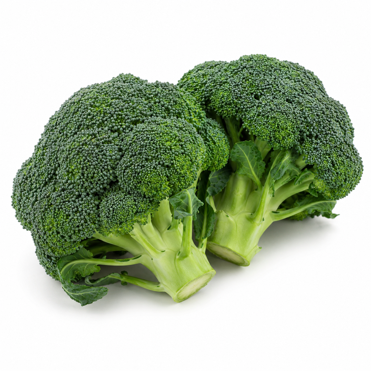 Fresh Broccoli on white background