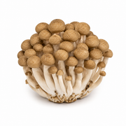 Fresh Brown Shimeji Mushrooms on white background