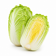 Fresh Chinese Cabbage on white background