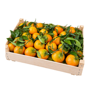 Fresh Clementine with Leaves Box (8kg)