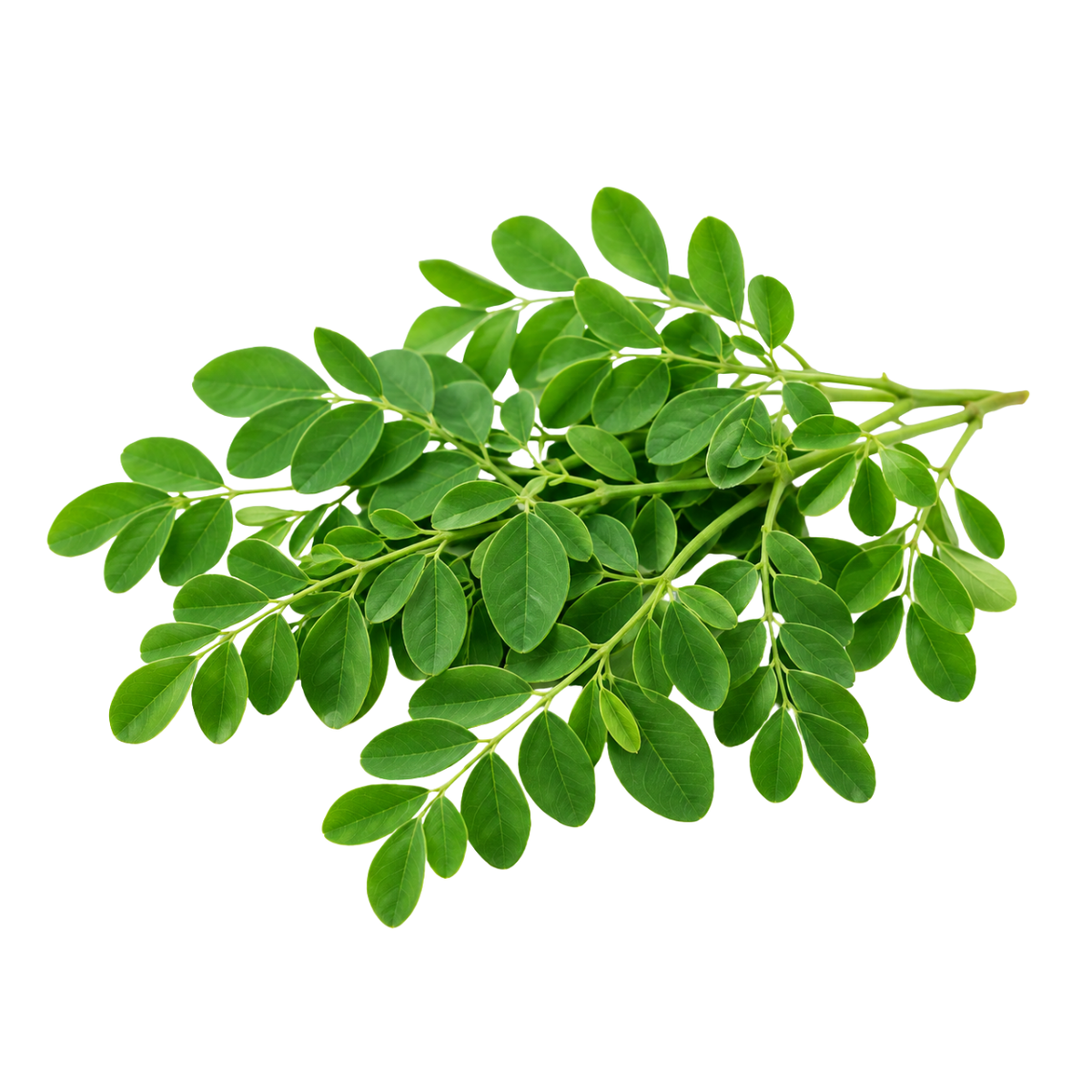 Fresh Drumsticks Leaves (125-150g / pack)
