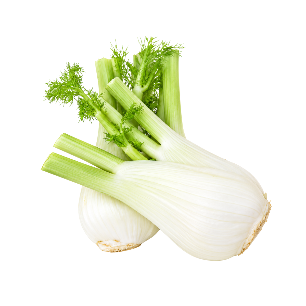 Fresh Fennel