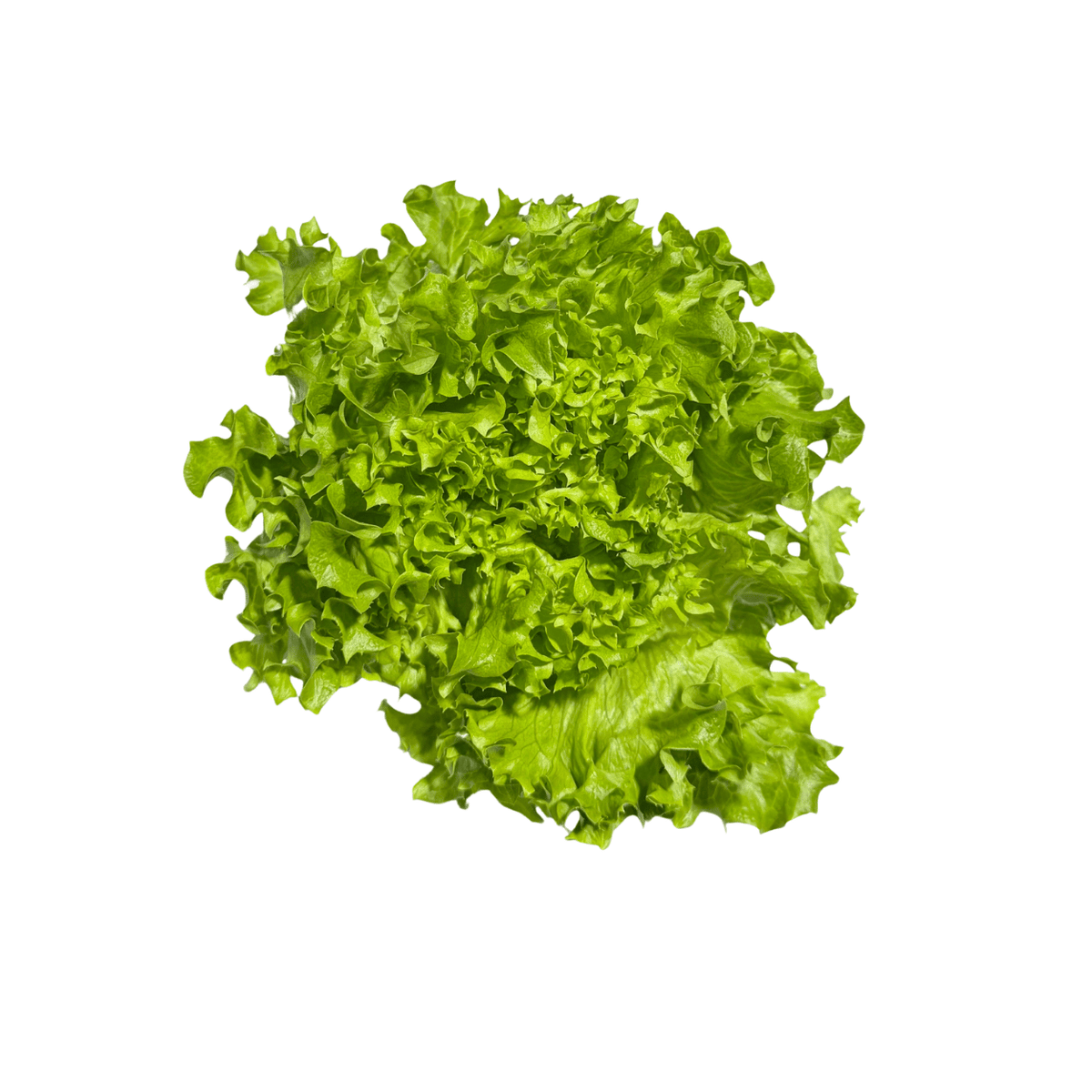 Fresh Lollo Bionda Lettuce
