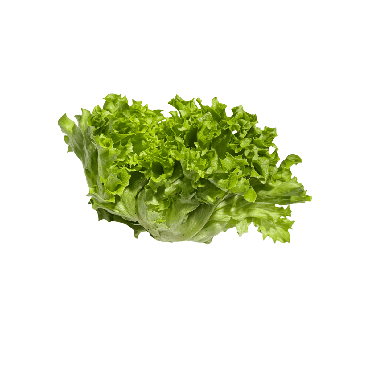 Fresh Lollo Bionda Lettuce