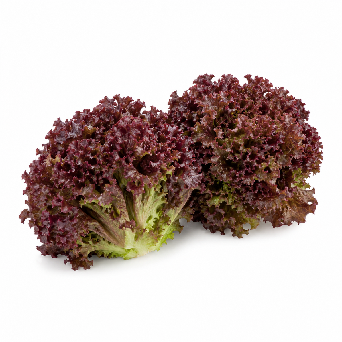 Fresh Lollo Rosso Lettuce on white background