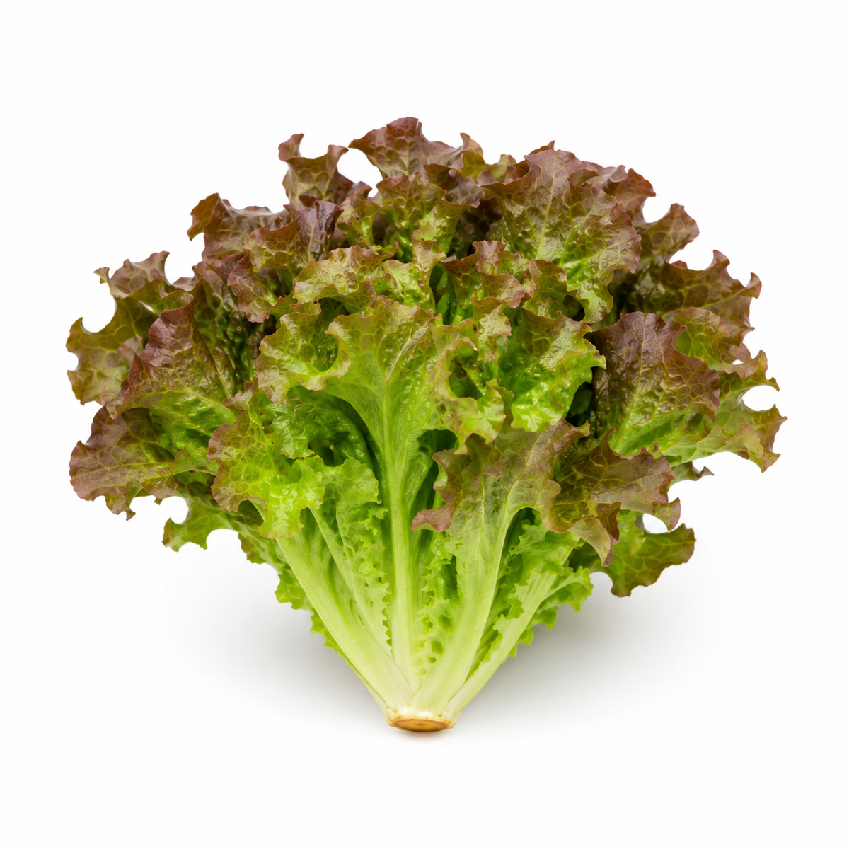 Fresh Oak Leaf Lettuce on white background