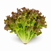 Fresh Oak Leaf Lettuce on white background