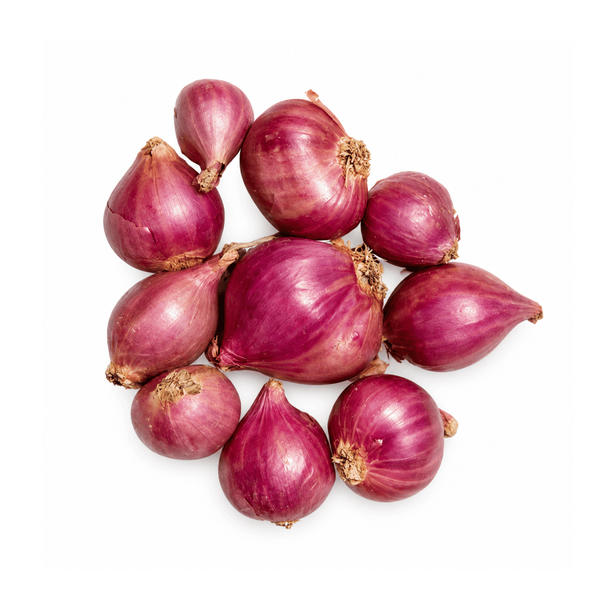 Fresh Onion Shallot