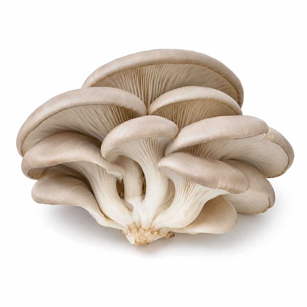 Fresh Oyster Mushrooms on white background