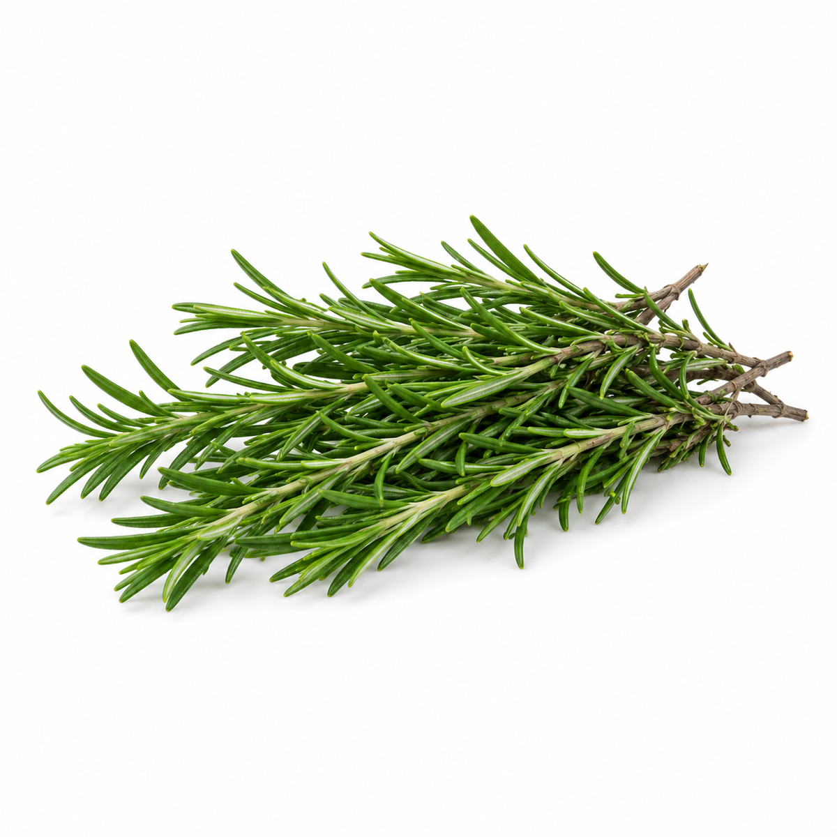 Fresh Rosemary on white background