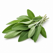 Fresh Sage on white background