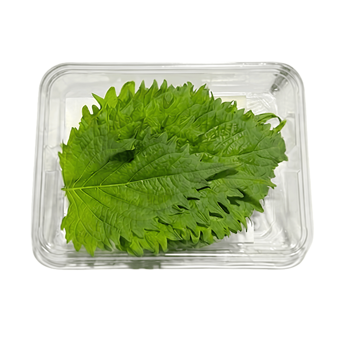 Fresh Shiso Leaves