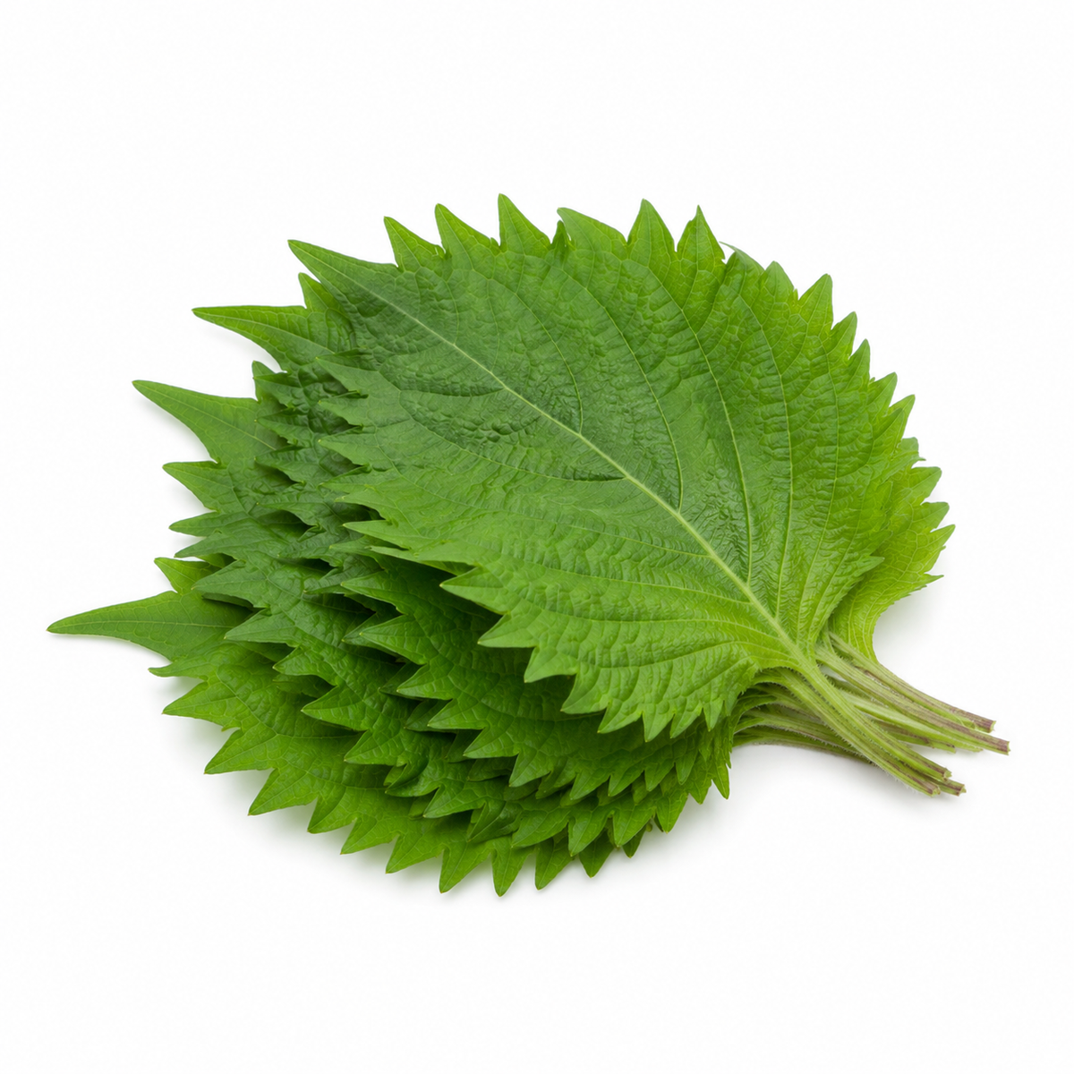Fresh Shiso Leaves on white background
