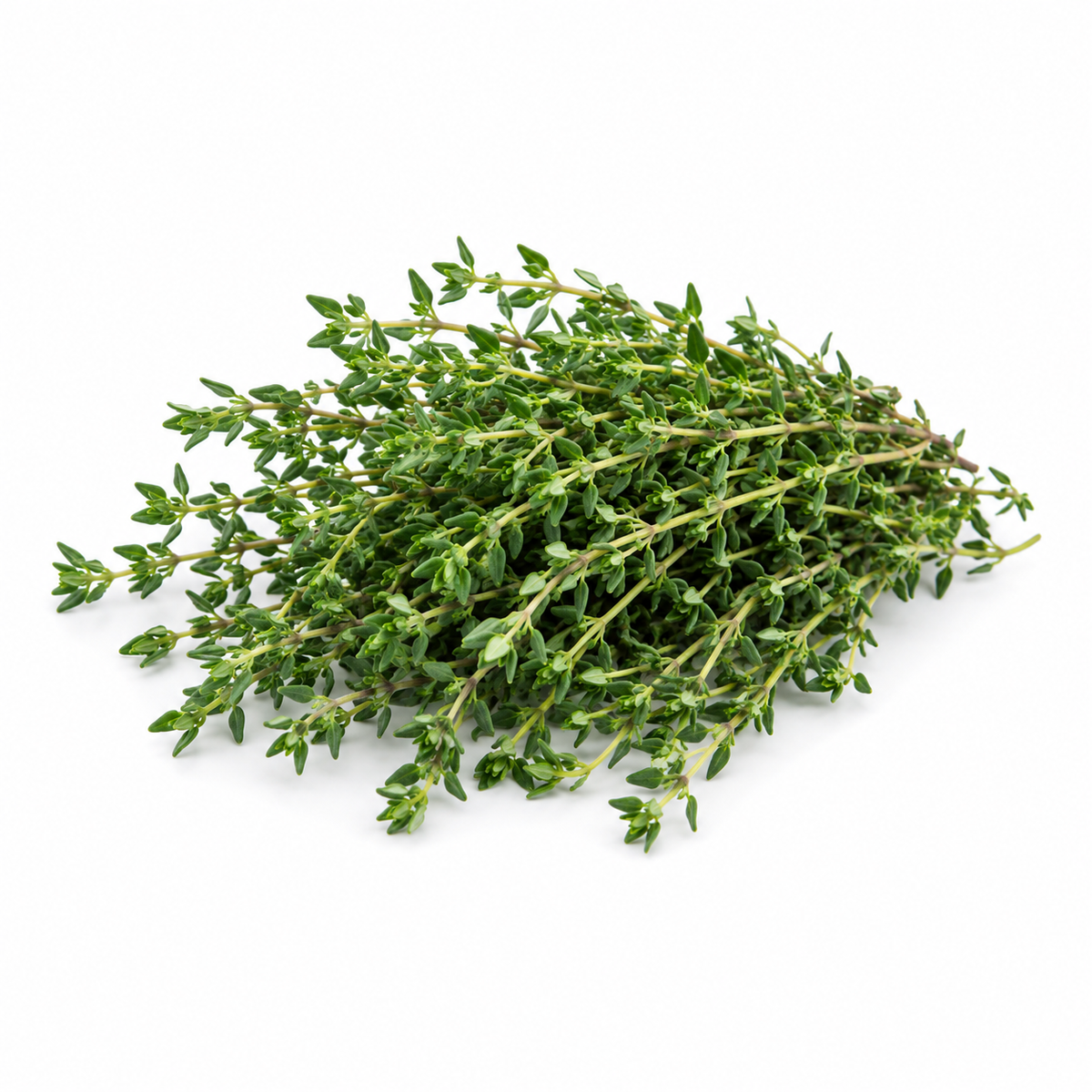 Fresh Thyme on white background