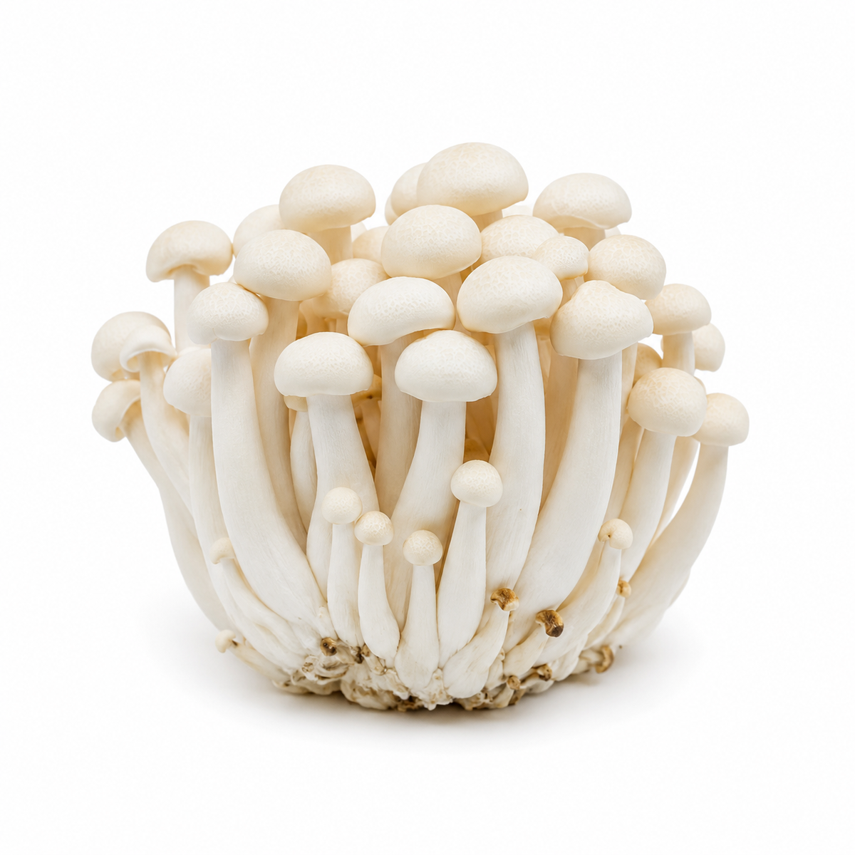 Fresh White Shimeji Mushrooms on white background
