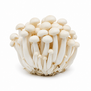 Fresh White Shimeji Mushrooms on white background