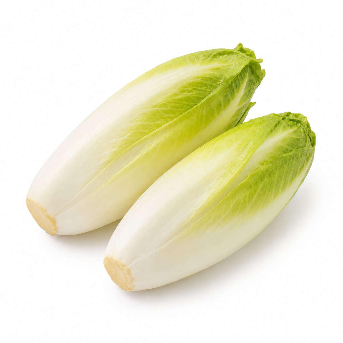 Fresh Yellow Endive on white background