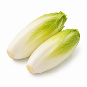 Fresh Yellow Endive on white background