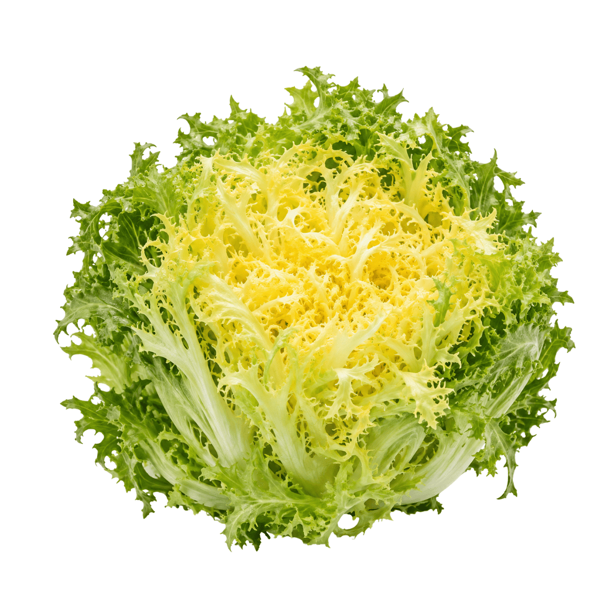 Fresh Yellow Frisée Lettuce