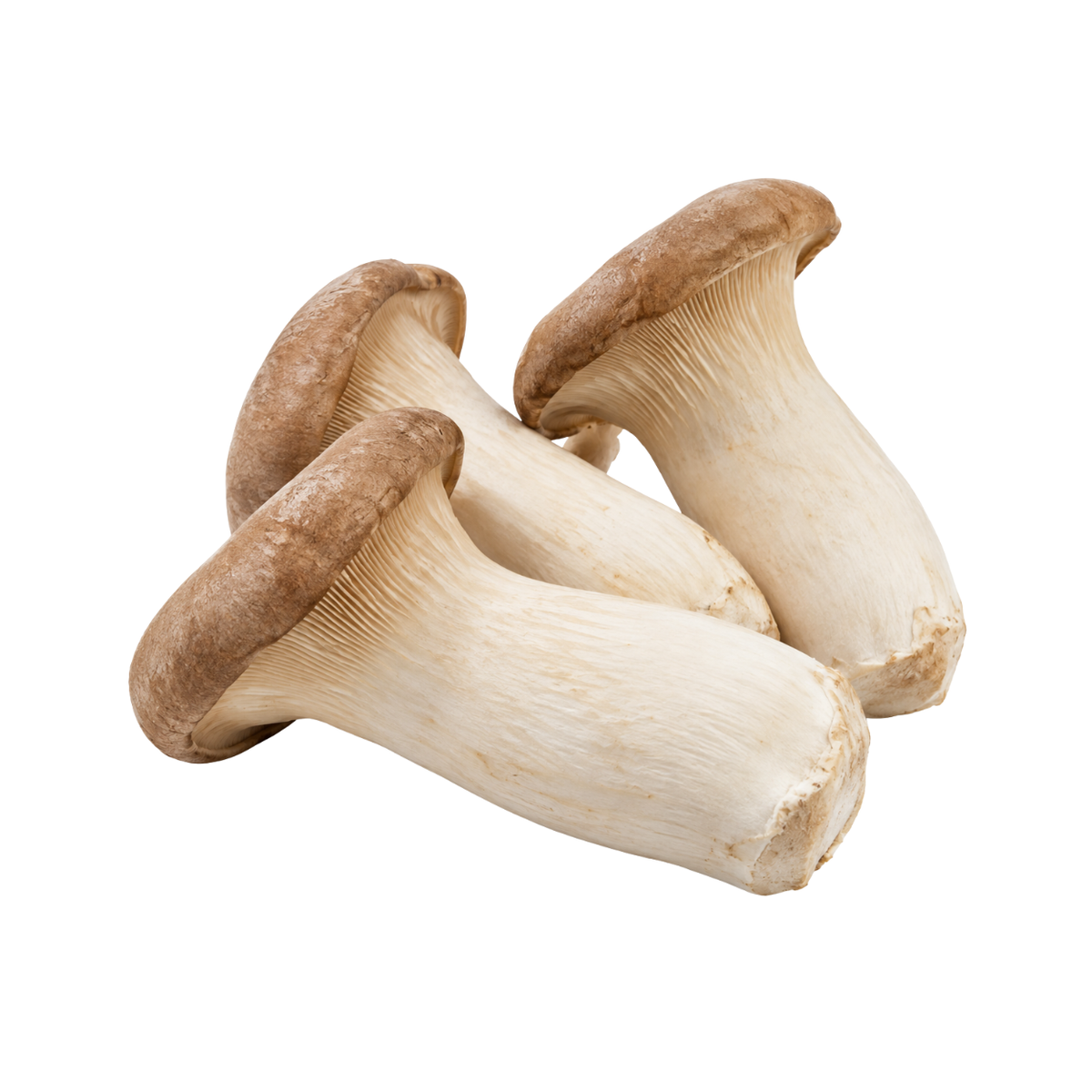 Fresh King Oyster Mushrooms