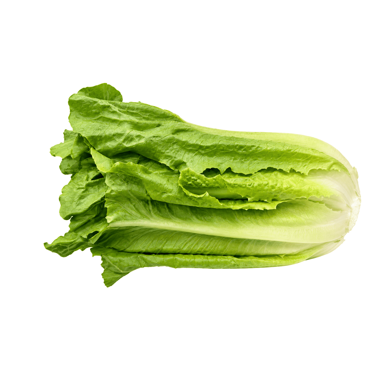 Fresh Romaine Lettuce
