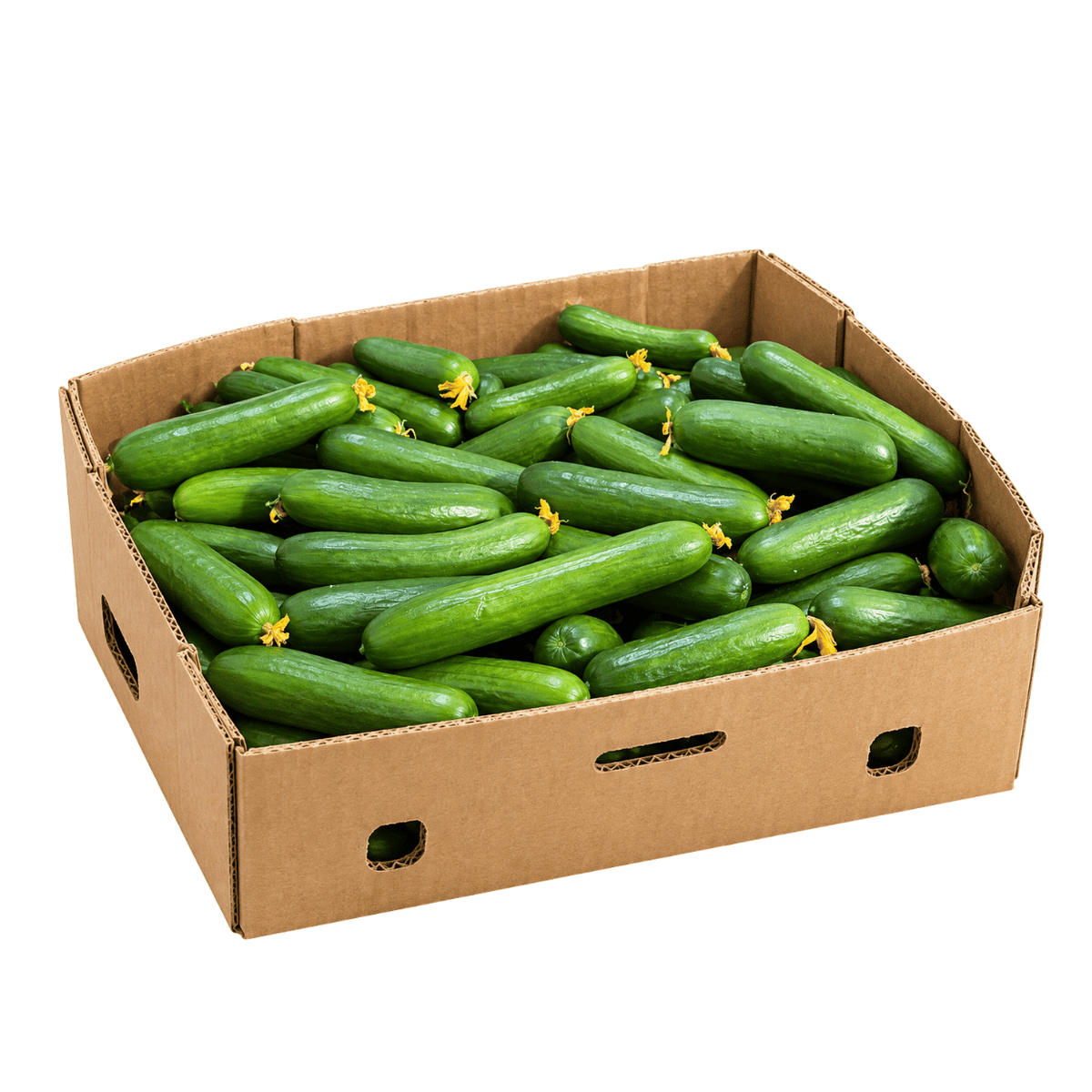Fresh Cucumbers Box