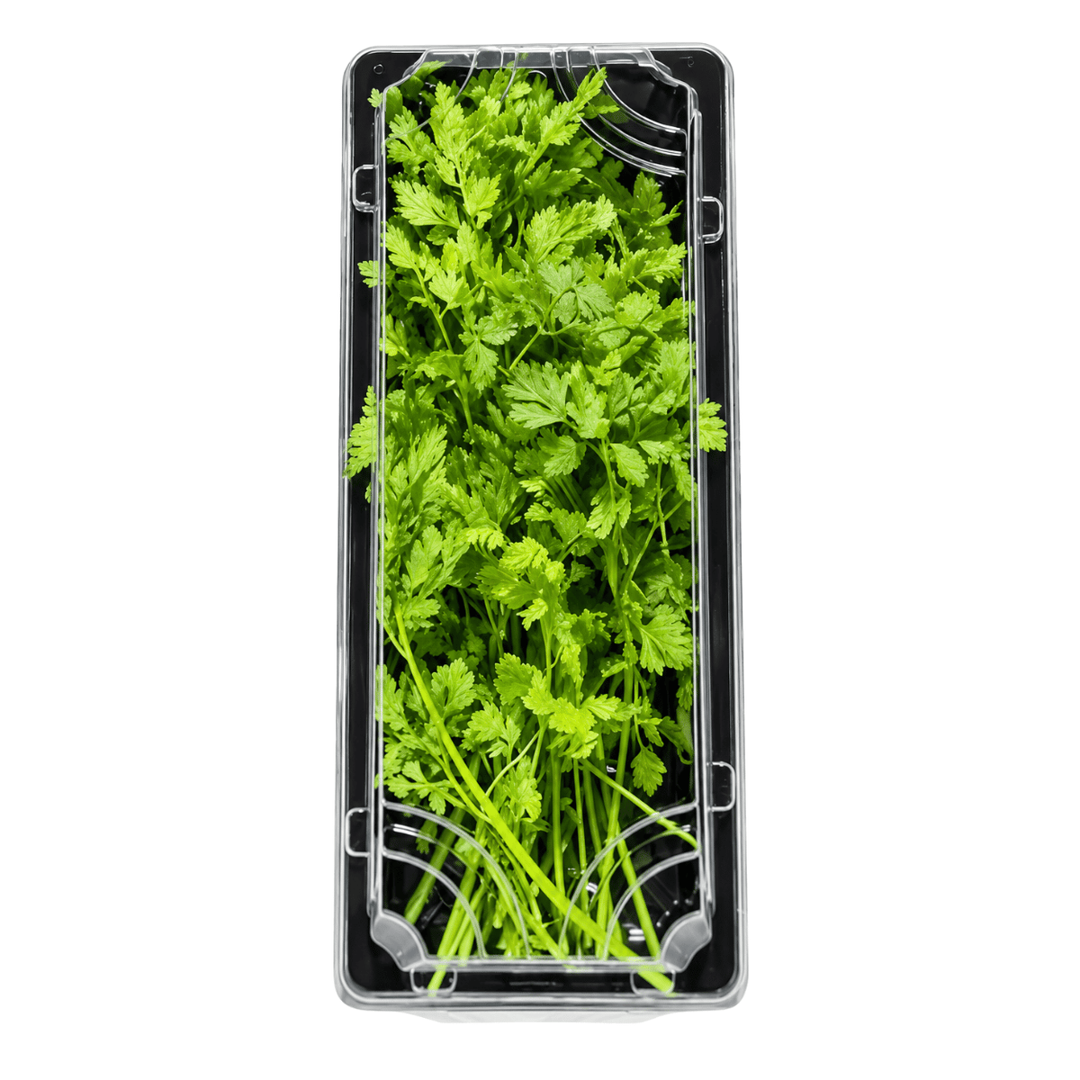 Fresh Chervil Herb