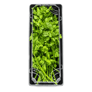 Fresh Chervil Herb