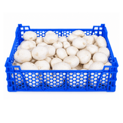 Fresh White Button Mushrooms Box