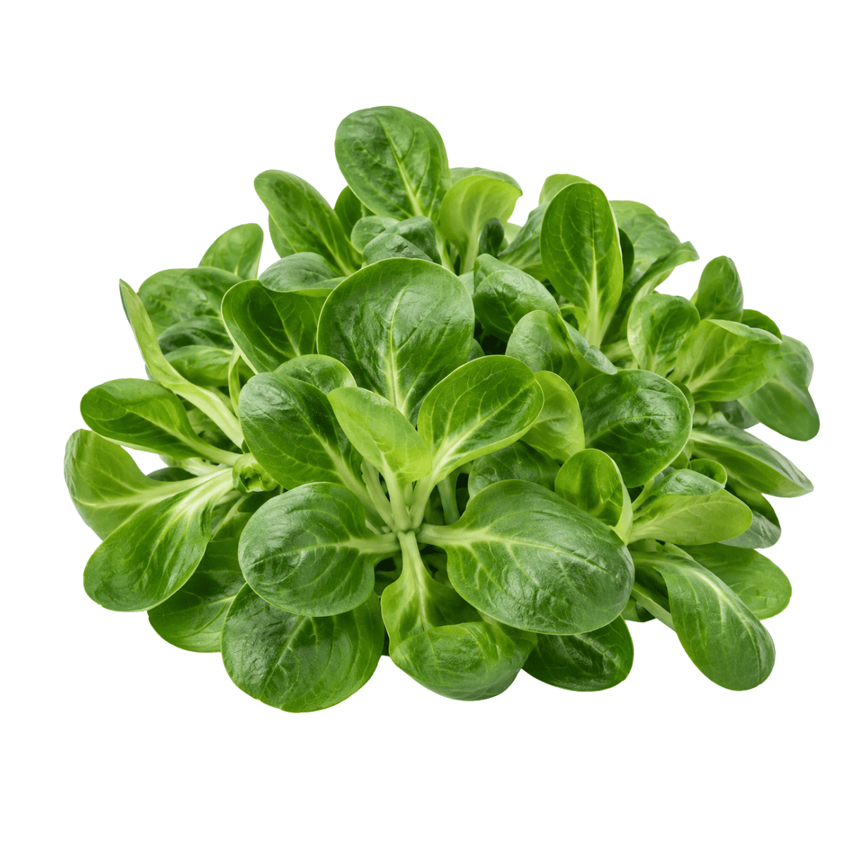 Fresh Lamb's Lettuce